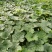 香芋南瓜秋季红沙土山地种植