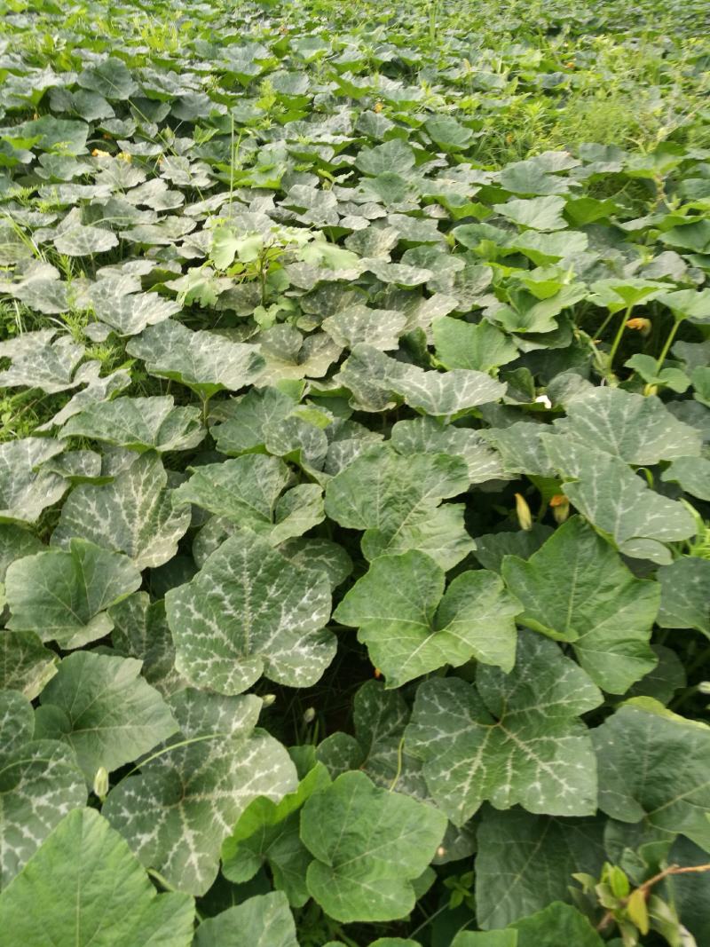香芋南瓜秋季红沙土山地种植