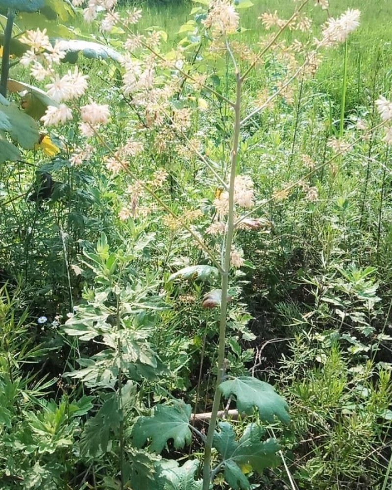 博落回野生博落回大别山特产博落回根博落回叶子