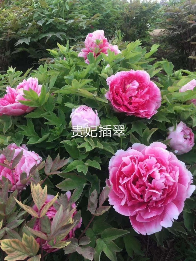 洛阳牡丹苗四年苗！六到八个花枝！跟粗苗壮，包成活包对版！