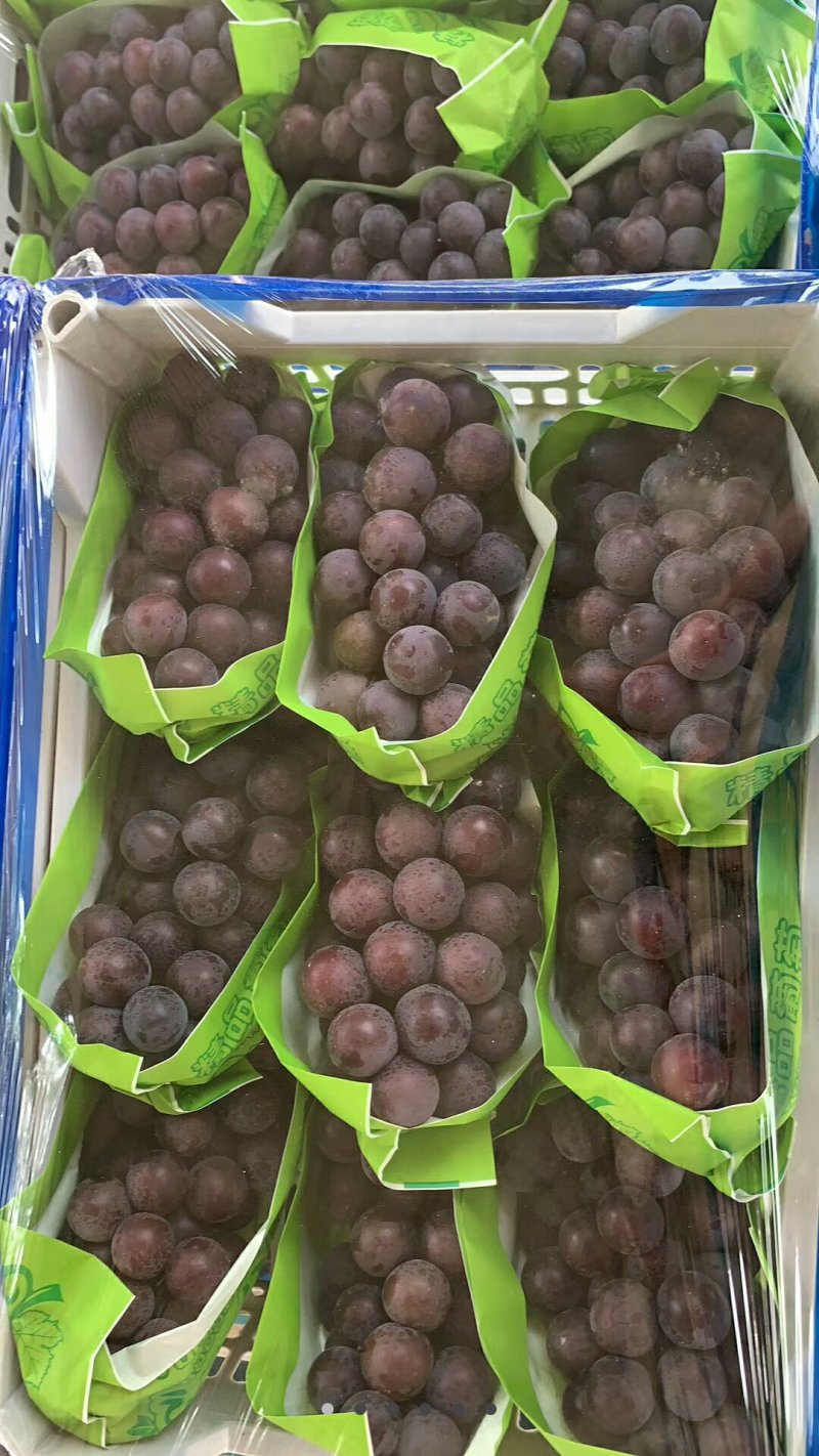 乒乓球葡萄，果色均匀，粒大好吃