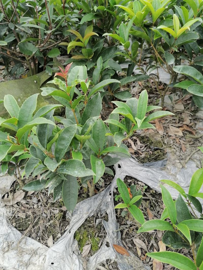 佛顶珠（佛顶桂），杯苗佛顶珠，成都佛顶珠