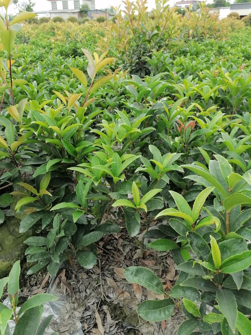 佛顶珠（佛顶桂），杯苗佛顶珠，成都佛顶珠