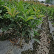 佛顶珠（佛顶桂），杯苗佛顶珠，成都佛顶珠