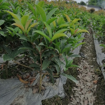 佛顶珠（佛顶桂），杯苗佛顶珠，成都佛顶珠