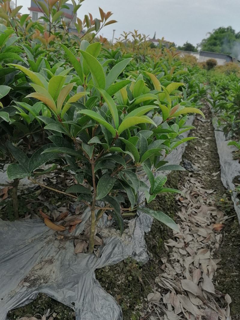 佛顶珠（佛顶桂），杯苗佛顶珠，成都佛顶珠