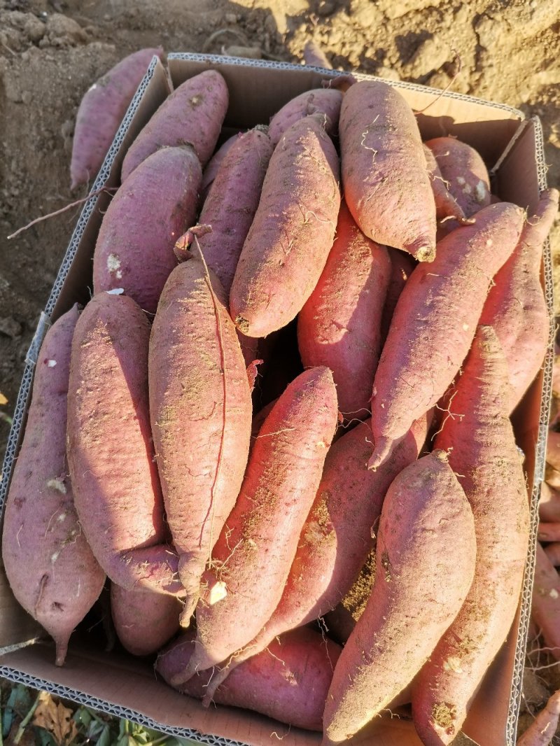 【精品】山东济薯26圆润饱满香甜可3两以上黄心可视频看货