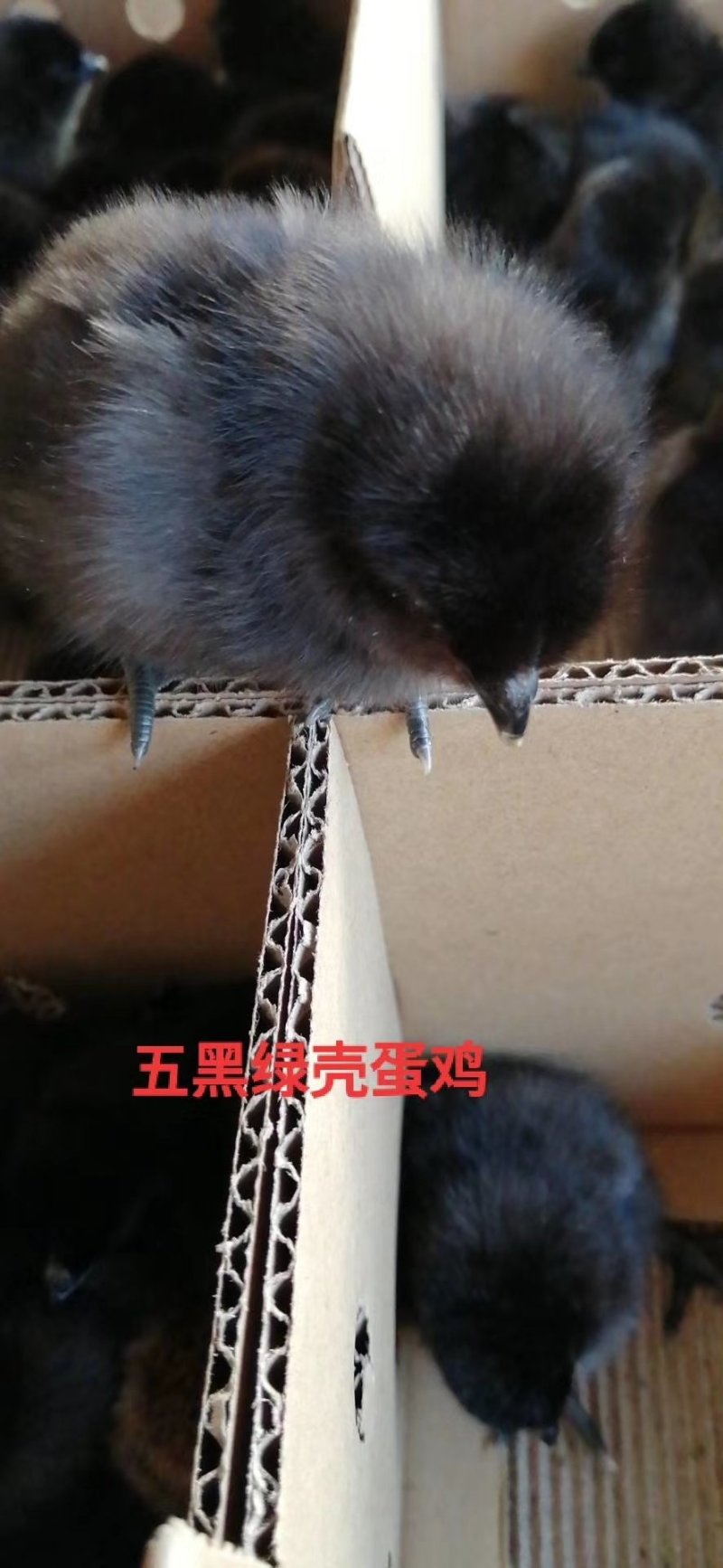 五黑一绿鸡苗，脱温苗，疫苗齐全，鸡健康无病，量大包运输