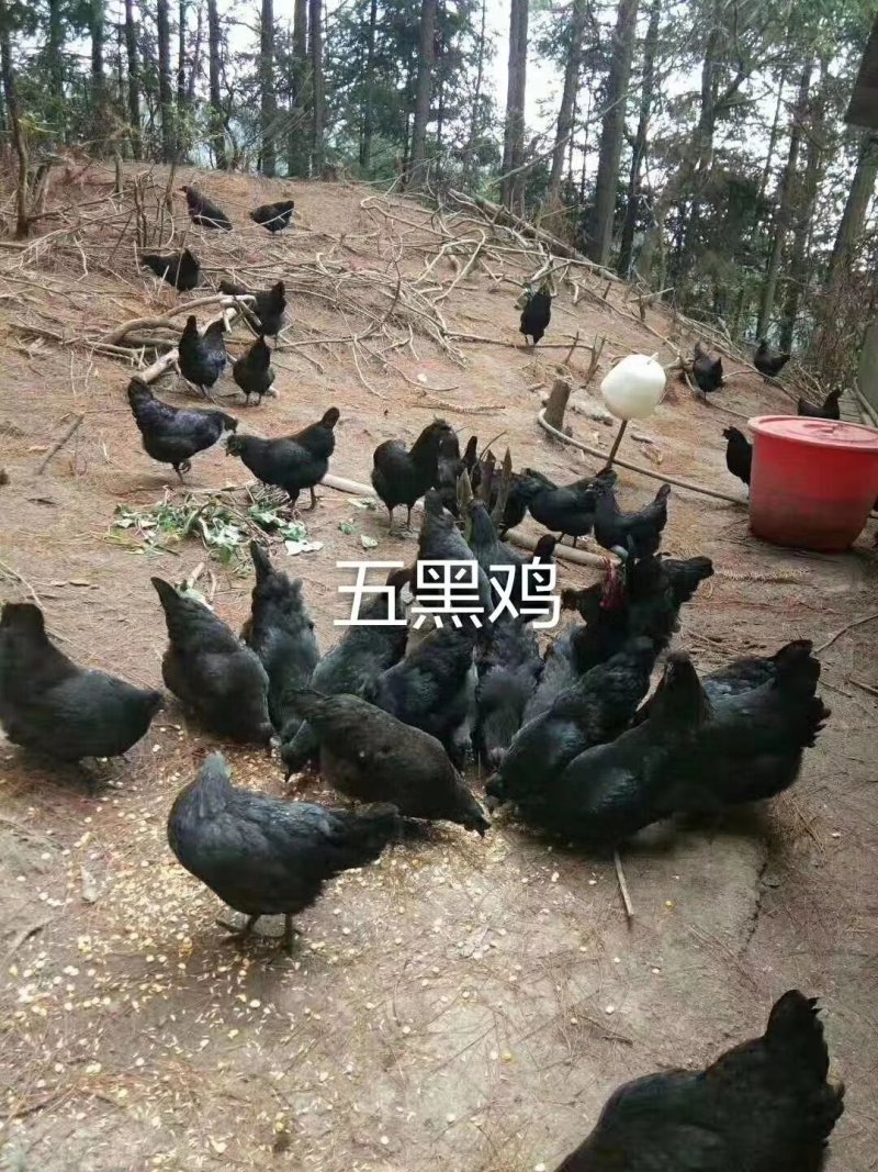 五黑一绿鸡苗，脱温苗，疫苗齐全，鸡健康无病，量大包运输