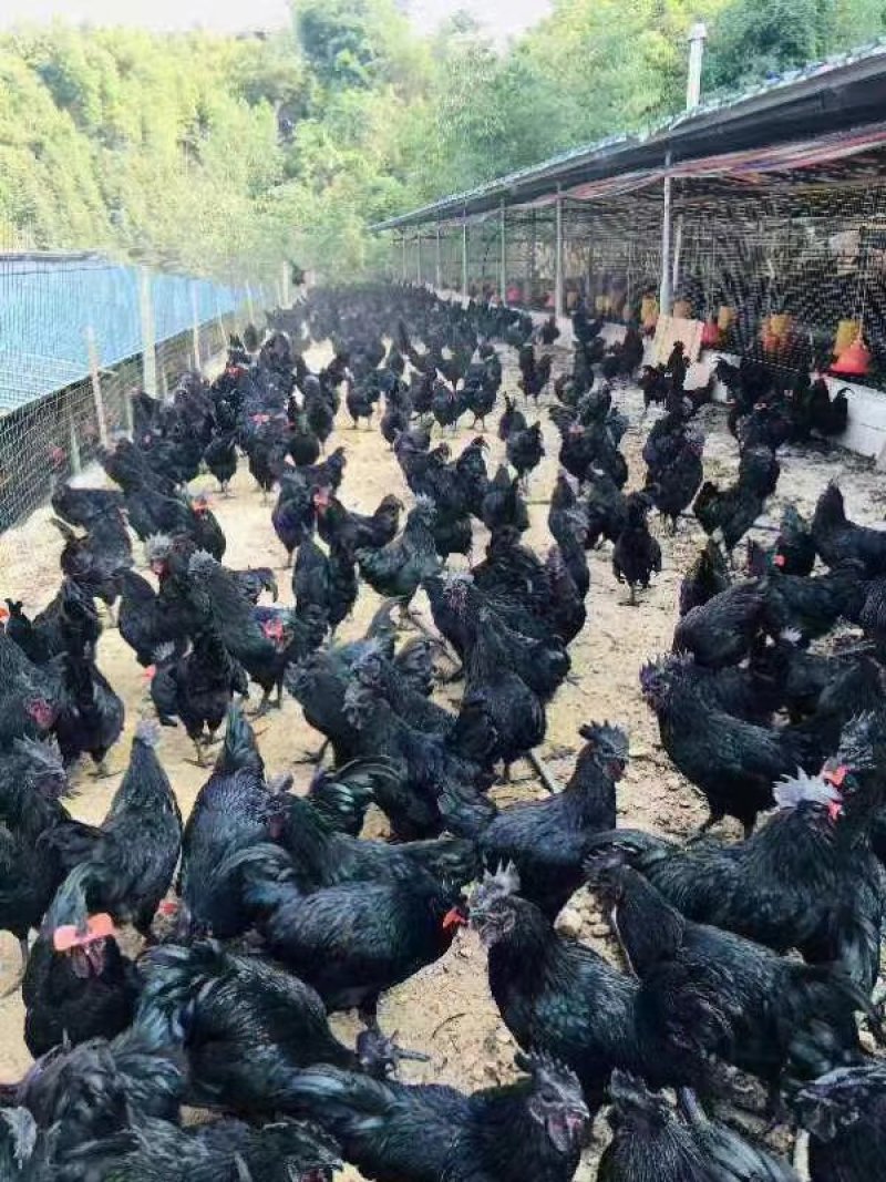 五黑一绿鸡苗，脱温苗，疫苗齐全，鸡健康无病，量大包运输