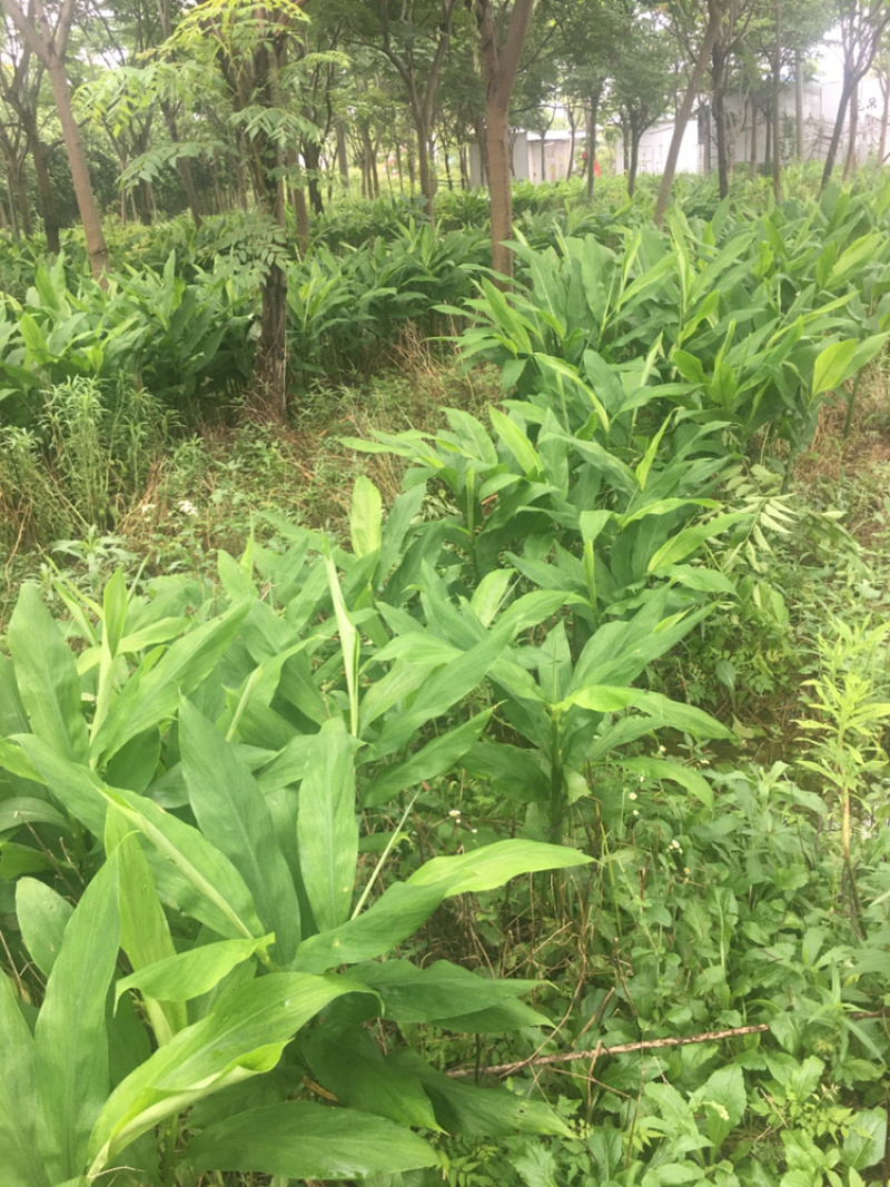 青阳荷预售中