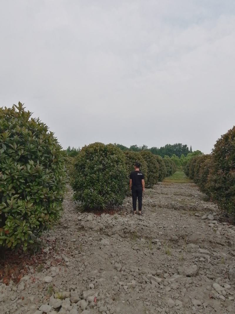 红叶石楠球，精品红叶石楠球，规格多基地直供，量大从优！