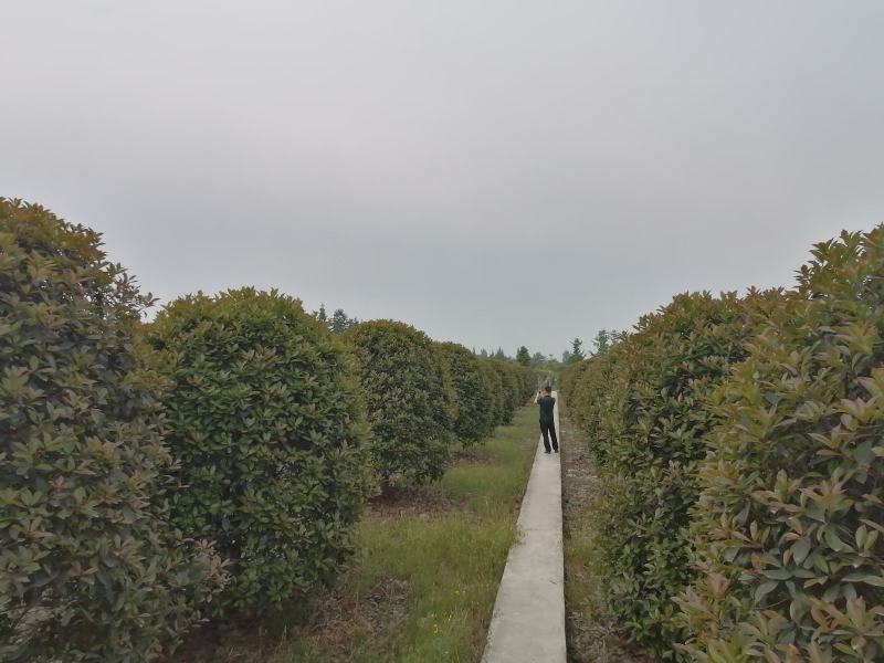 红叶石楠球，精品红叶石楠球，规格多基地直供，量大从优！