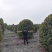 红叶石楠球，精品红叶石楠球，规格多基地直供，量大从优！