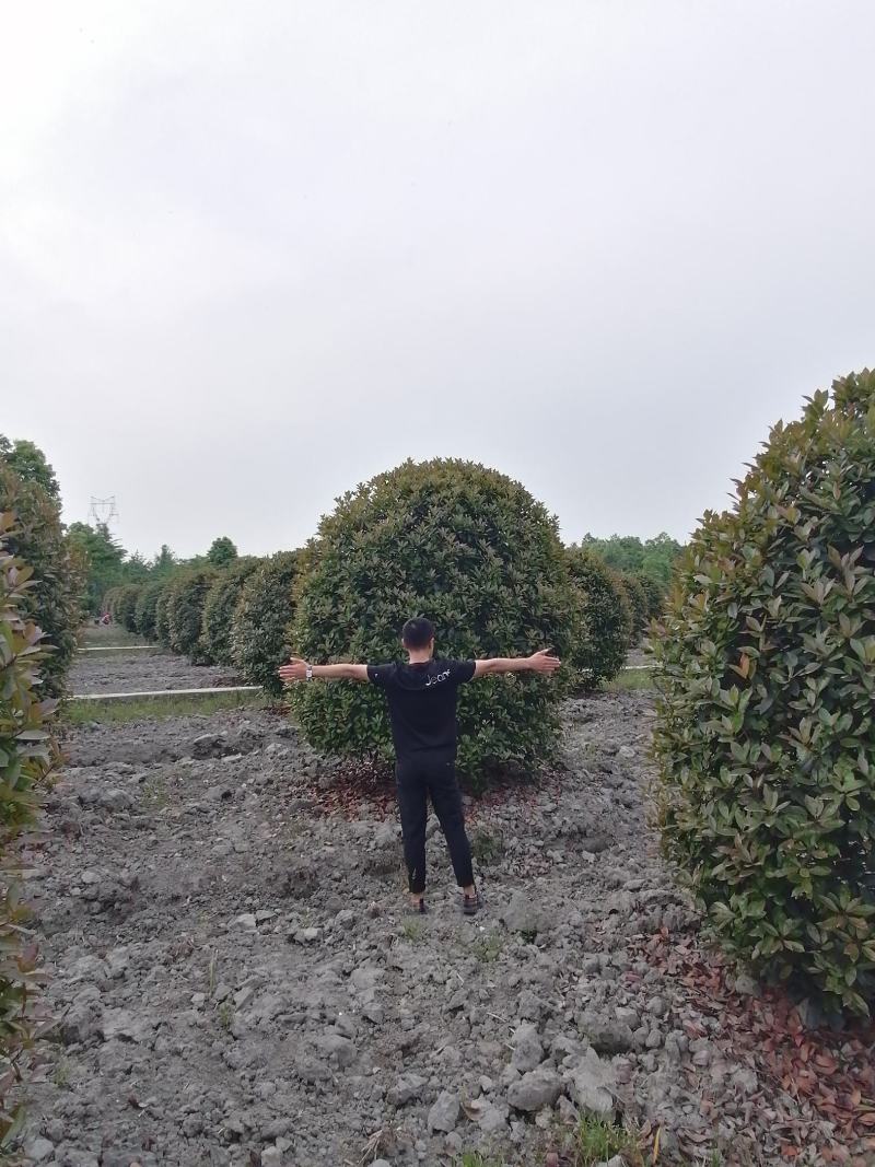 红叶石楠球，精品红叶石楠球，规格多基地直供，量大从优！