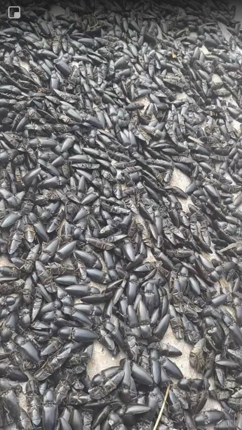 磕头虫