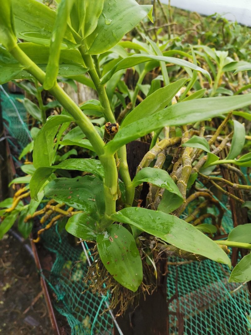 报春石斛板植各种石斛板植小花盆散货！