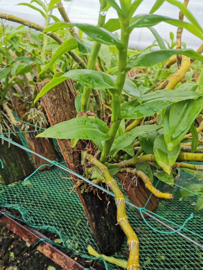 报春石斛板植各种石斛板植小花盆散货！