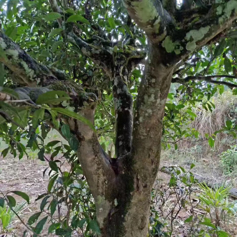 缅北百年古树茶