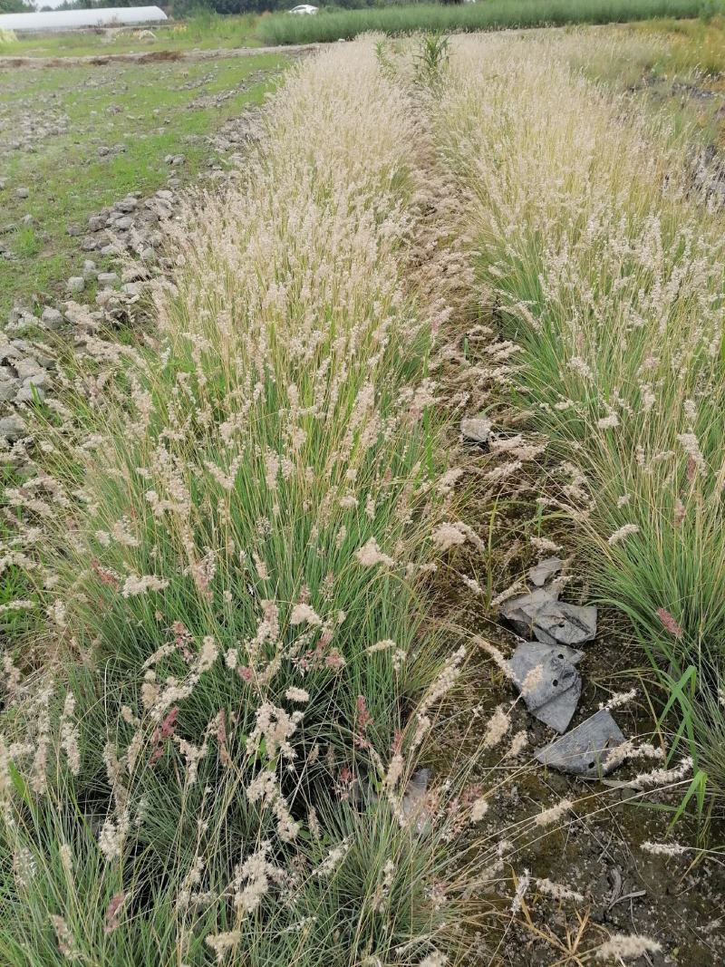 出售糖蜜草，杯苗糖蜜草，高25-30公分，成都货源