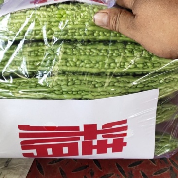 苦瓜精品大量上市商超走市场加工厂日供5万斤，，，