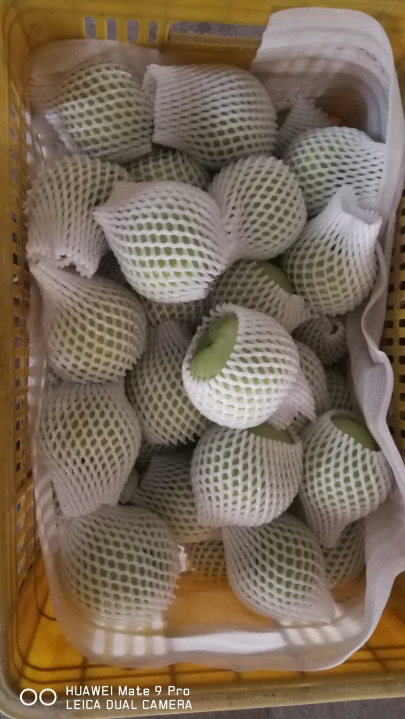 山东绿宝石梨脆甜可口汁水多精品85以上批发商超电商
