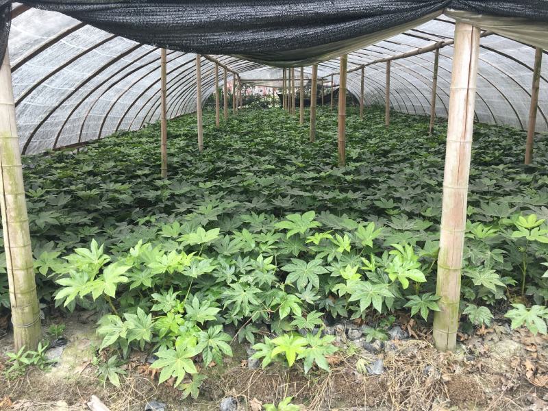 出售八角金盘，杯苗八角金盘，八角金盘成都货源