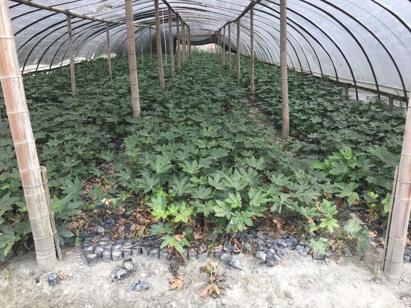 出售八角金盘，杯苗八角金盘，八角金盘成都货源