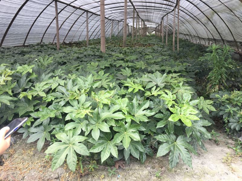 出售八角金盘，杯苗八角金盘，八角金盘成都货源