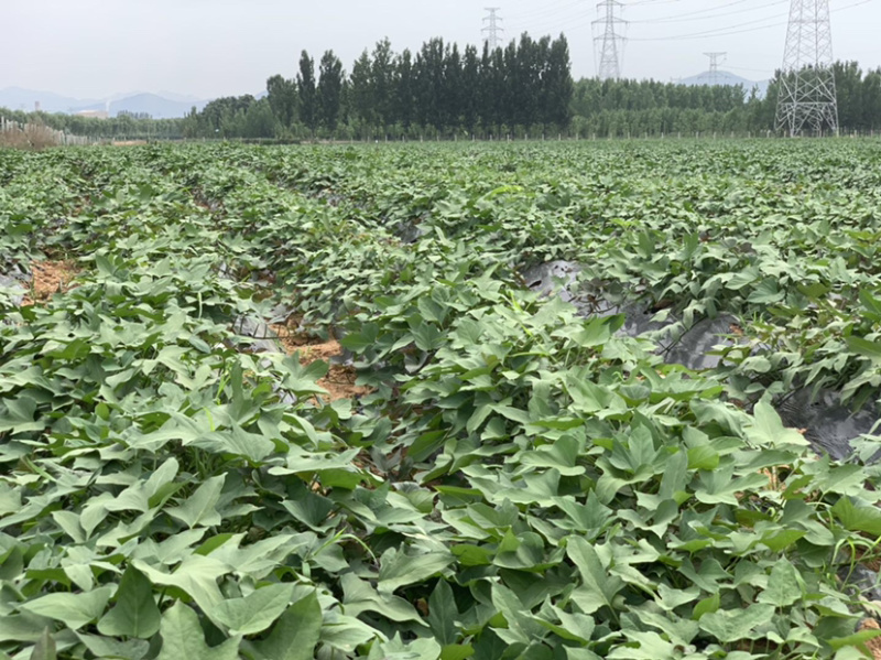 山东烟薯25脱毒大田苗农场自种