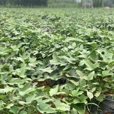 山东烟薯25脱毒大田苗农场自种