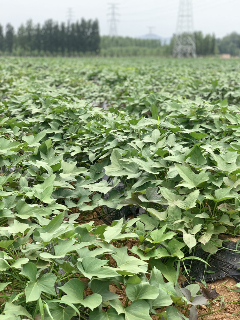 山东烟薯25脱毒大田苗农场自种
