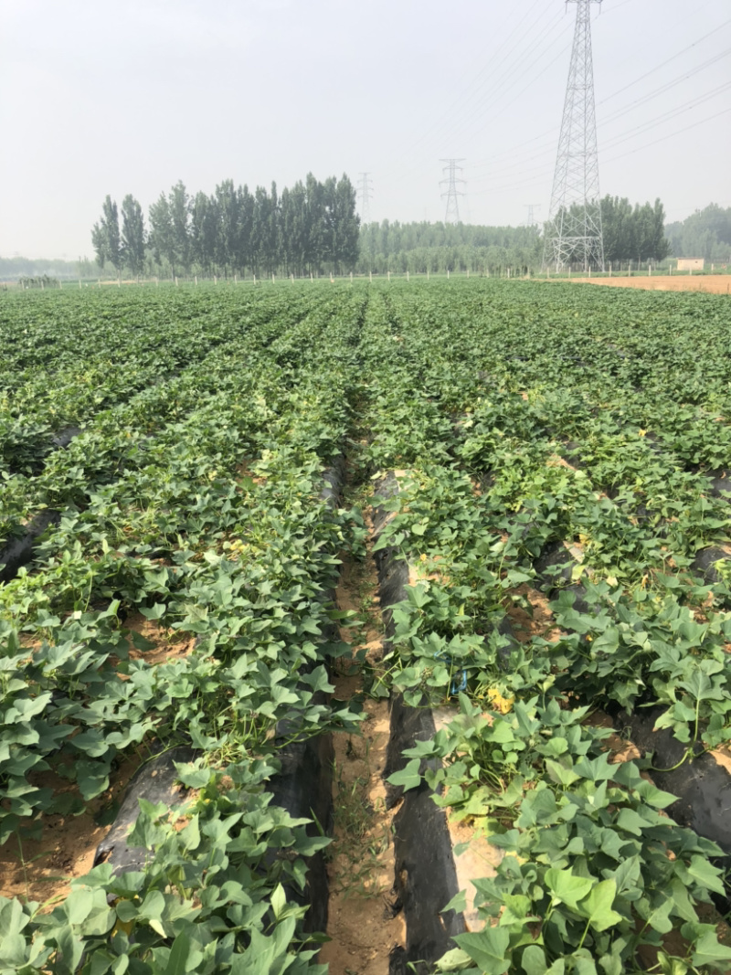 山东烟薯25脱毒大田苗农场自种