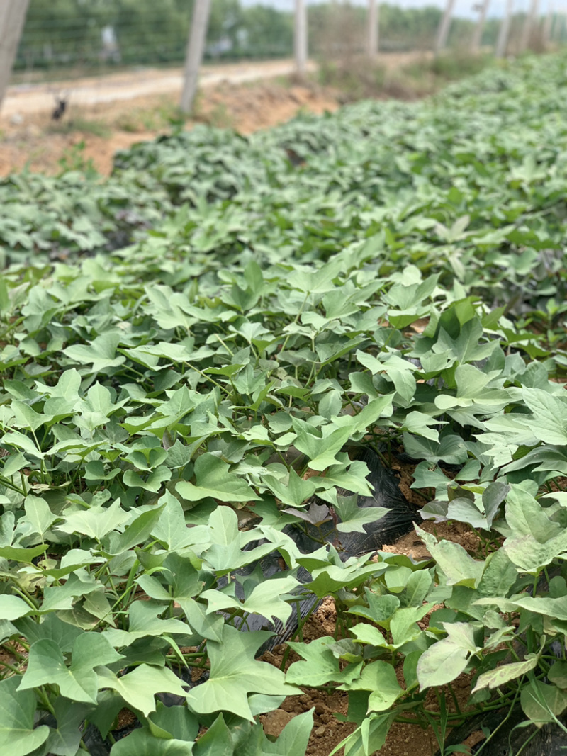 山东烟薯25脱毒大田苗农场自种