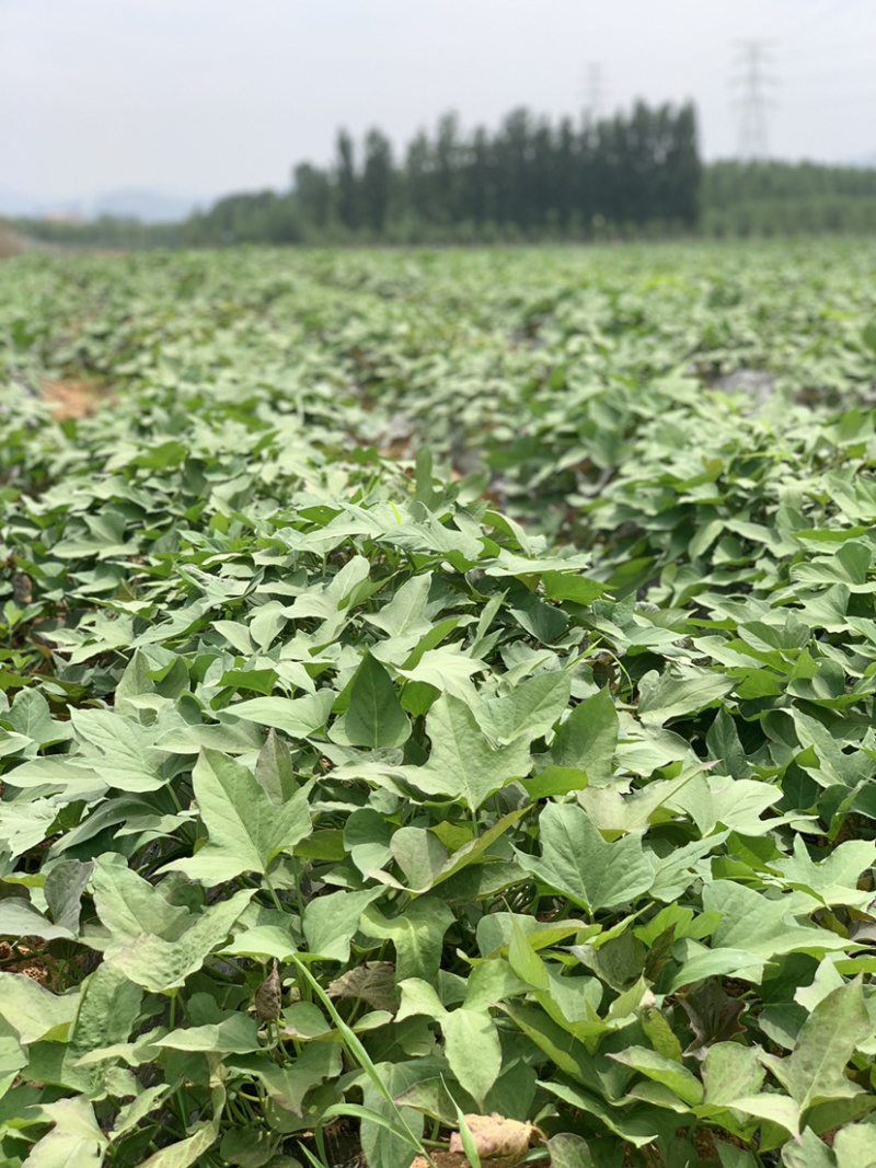 山东烟薯25脱毒大田苗农场自种