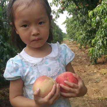 燕山水库水蜜桃支持视频看货