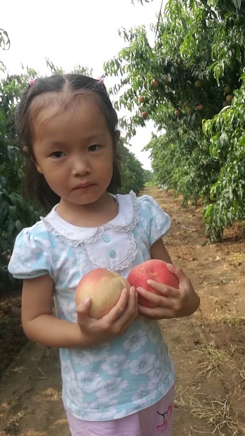 燕山水库水蜜桃支持视频看货