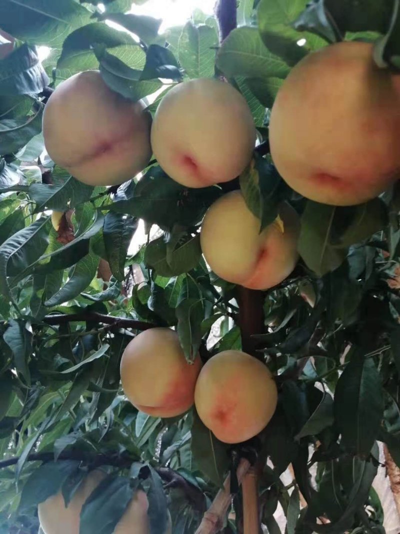 燕山水库水蜜桃支持视频看货