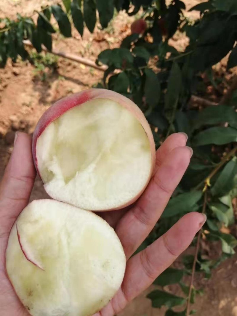 燕山水库水蜜桃支持视频看货