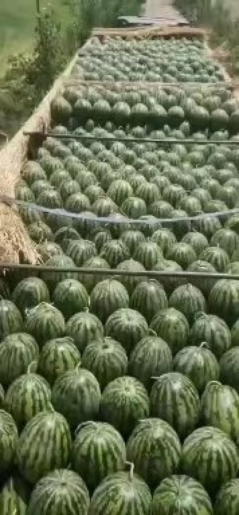 西瓜，甜王西瓜，甜露露精品瓜，十斤以上，熟瓜上车