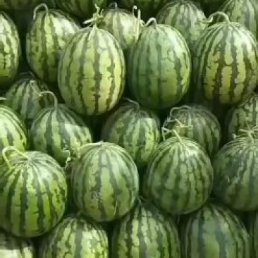 西瓜，甜王西瓜，甜露露精品瓜，十斤以上，熟瓜上车