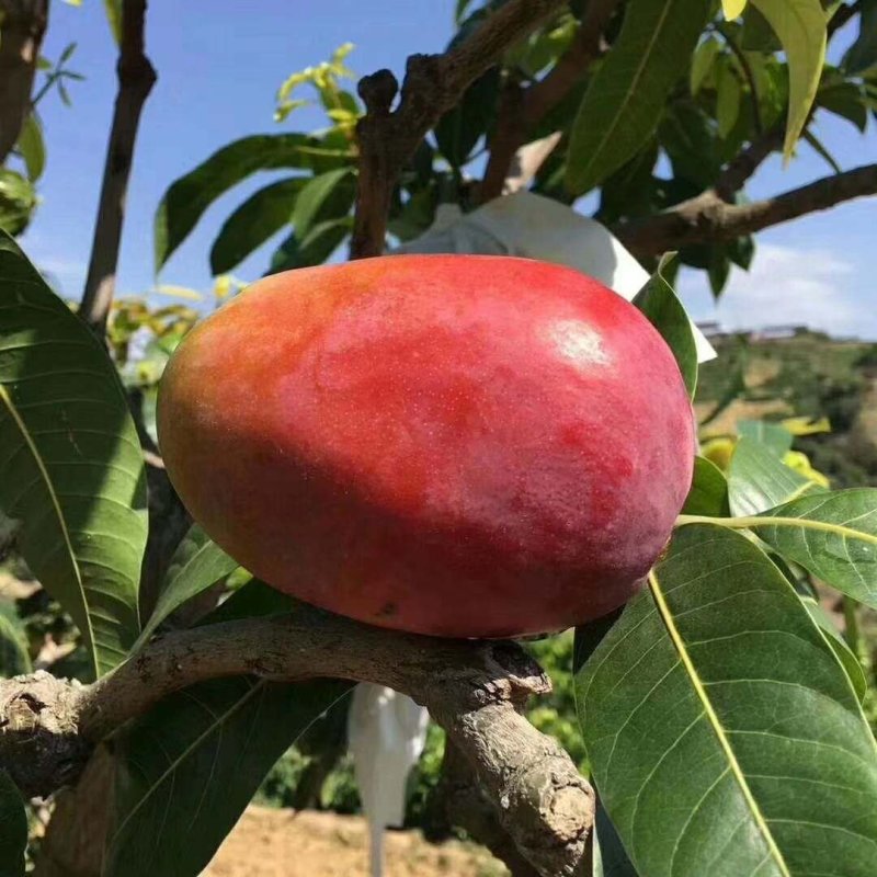 攀枝花凯特芒果凯特芒果一件代发一级果新鲜