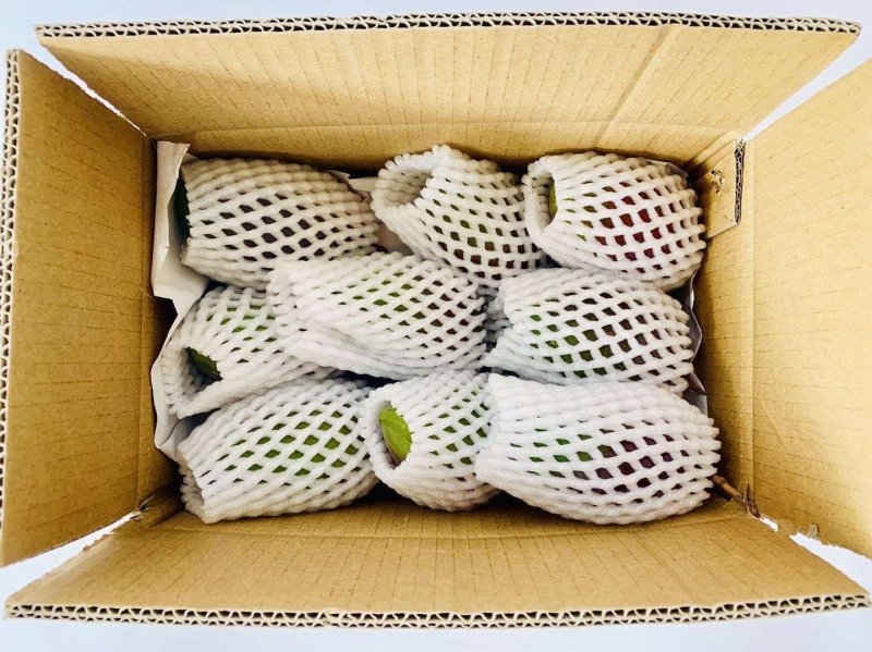 攀枝花凯特芒果凯特芒果一件代发一级果新鲜