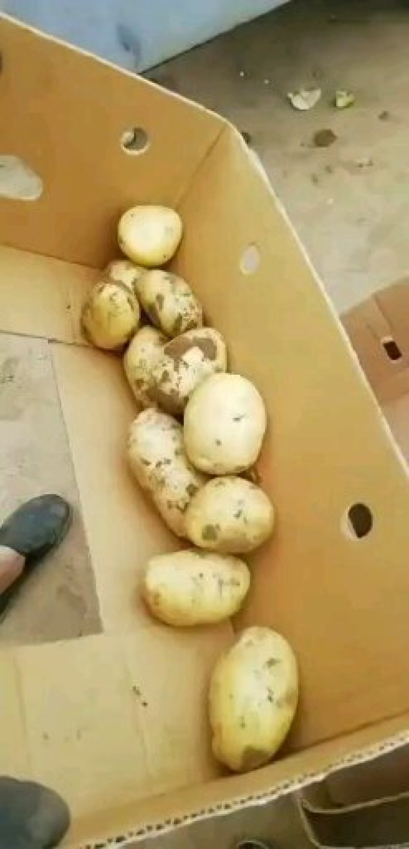 辽宁凌海中佳7土豆大量上市
