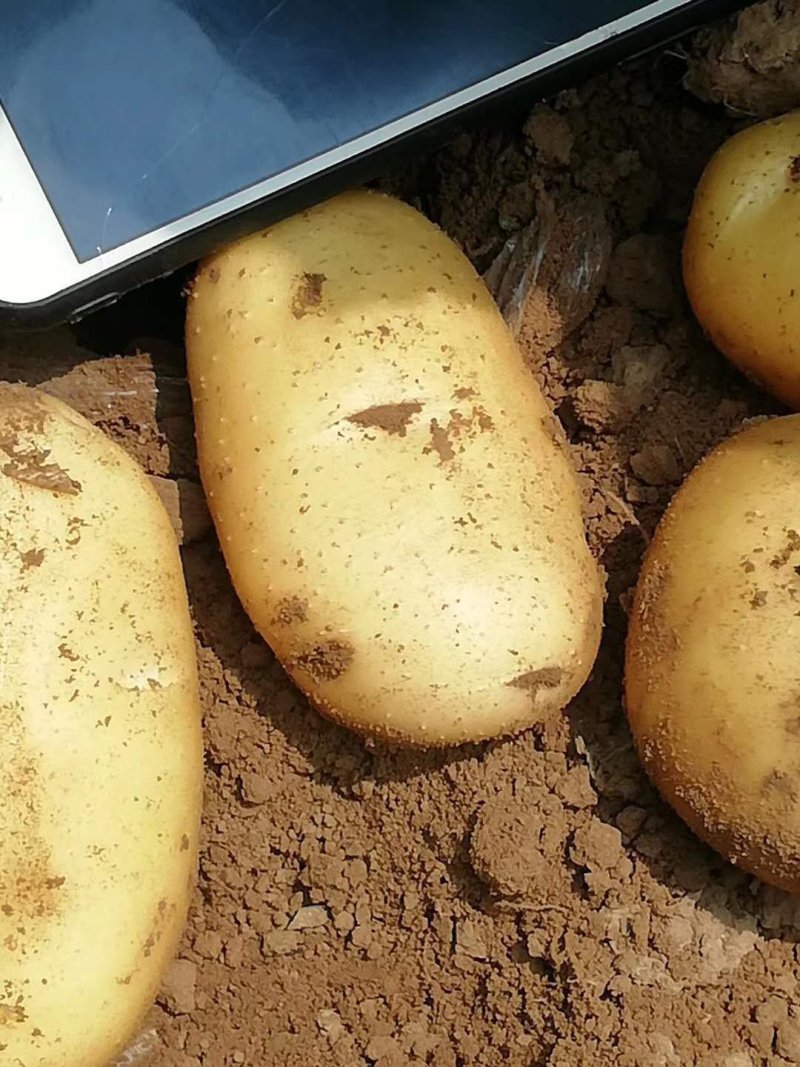 辽宁凌海中佳7土豆大量上市