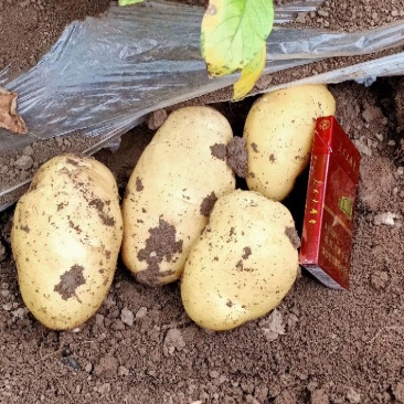 辽宁凌海中佳7土豆大量上市