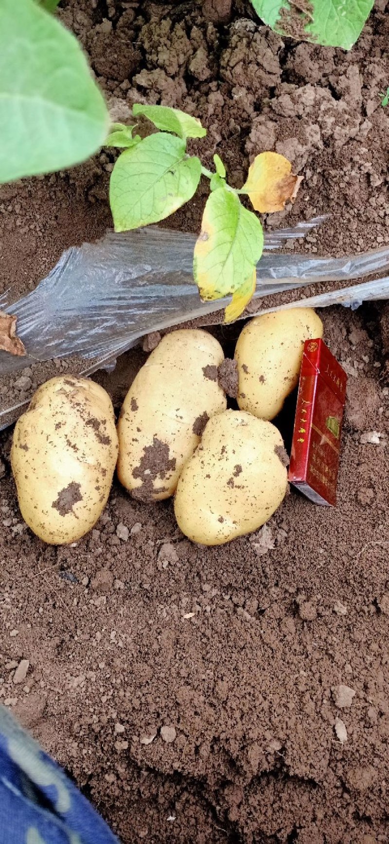 辽宁凌海中佳7土豆大量上市