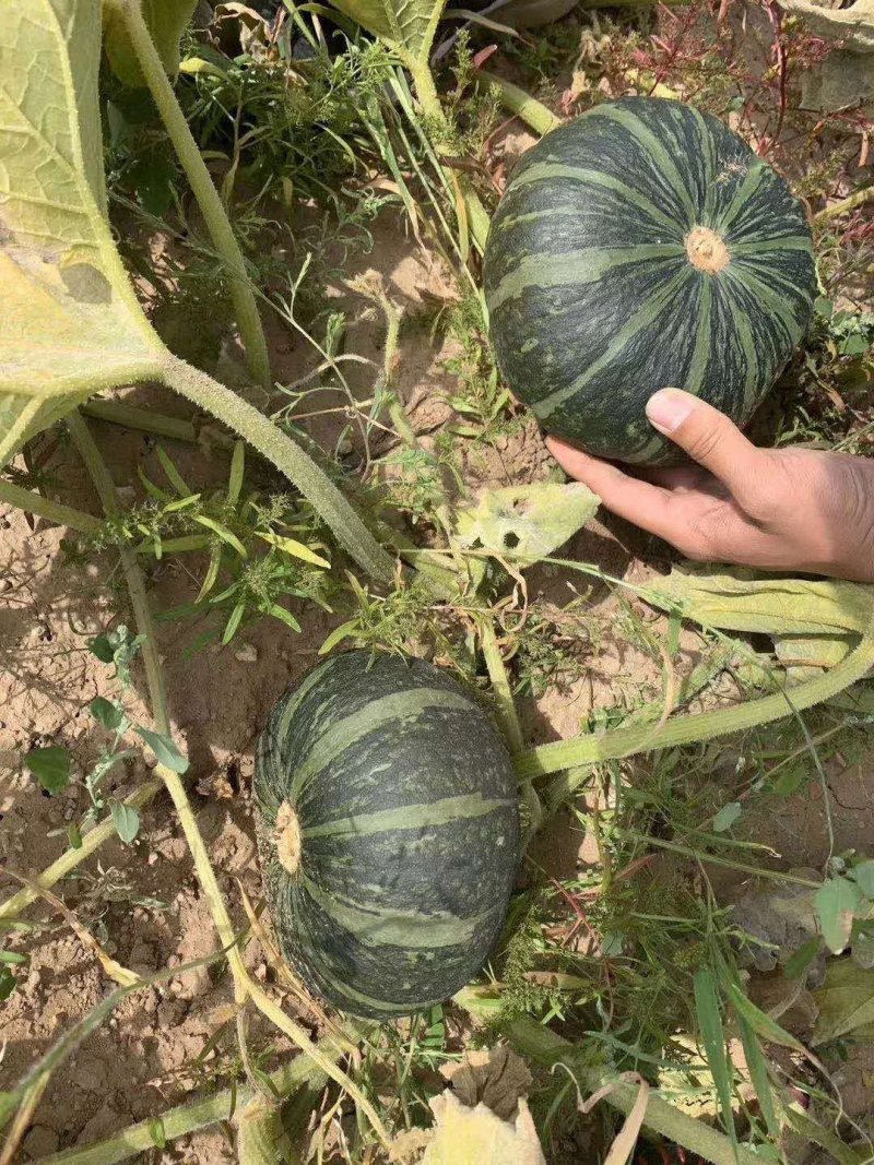 辽宁凌海红绿南瓜7月初大量上市