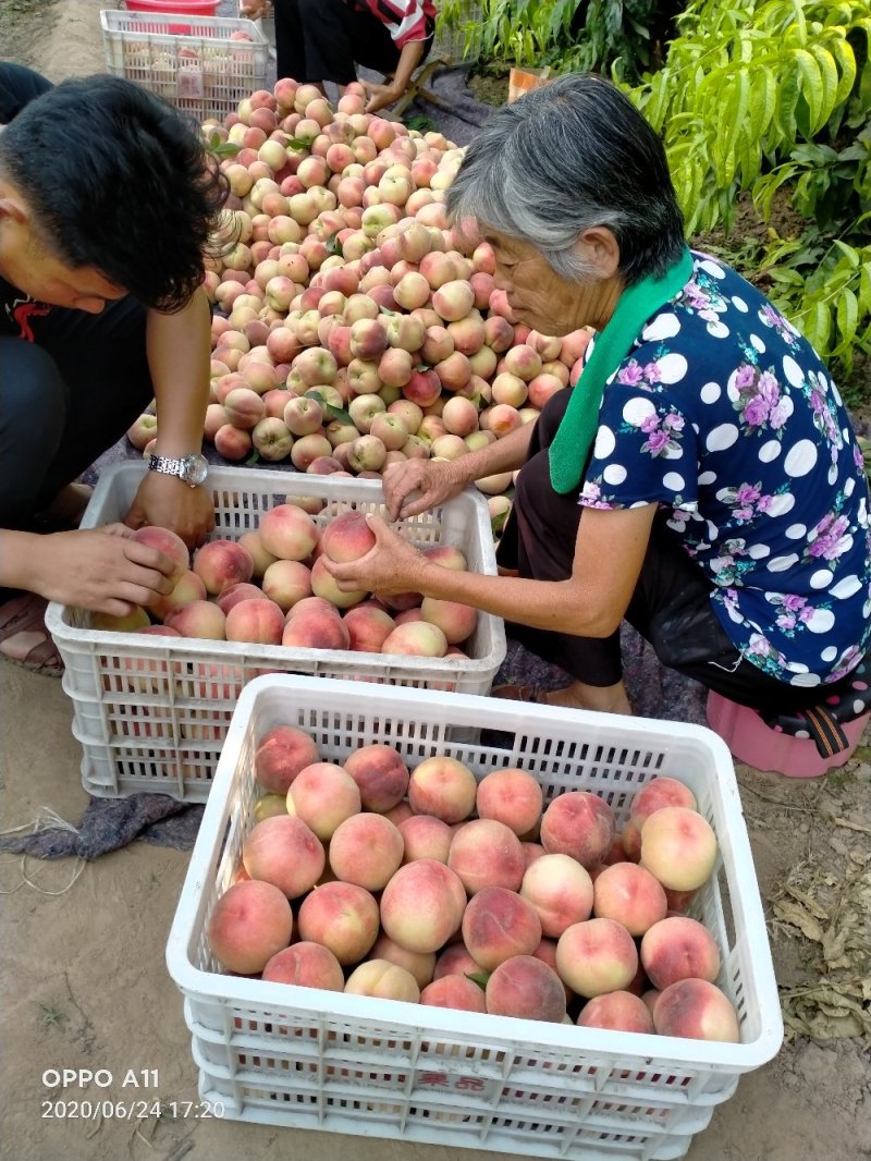 突围桃，大量供应馆陶众康果品市场