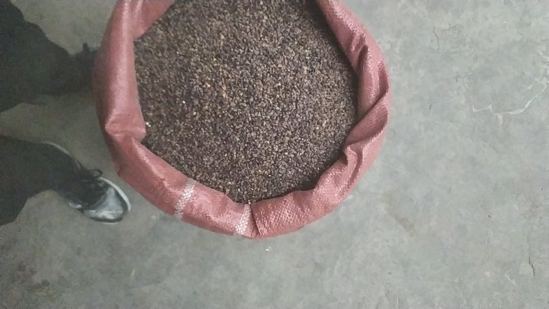 大西北优质天荞麦